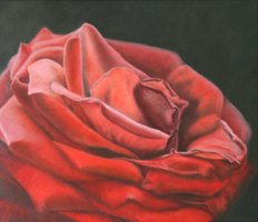 Velvet rose (60 x 70 cm) 