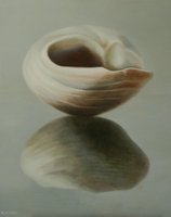 Ronde schelp (50 x 40 cm)